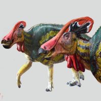 Localizan en Coahuila los restos de una nueva especie de dinosaurio: Tlatolophus galorum