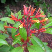 La hermosa planta que casi no necesita cuidados, crece rapidísimo y llena tu jardín de colibríes