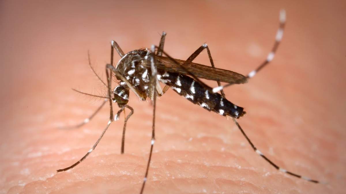 Mosquito del dengue. Fuente: (X)