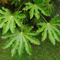 Pocos la conocen: la hermosa planta que nunca te abandona, necesita pocos cuidados y es tendencia en decoración