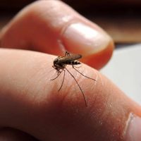 ¡Cuidado con el dengue! Son 165 los casos en la Ciudad de Buenos Aires
