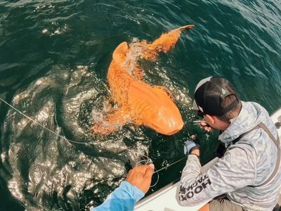 Hallaron al primer tiburón nodriza naranja del mundo
