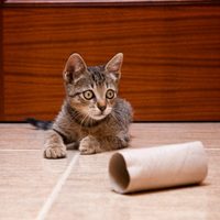 No gastes en el petshop: con los tubos de cartón que ibas a tirar, creá esta genial idea para tu gato