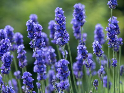 Ideal para principiantes: 3 plantas hermosas que aguantan el sol y que son duras de matar