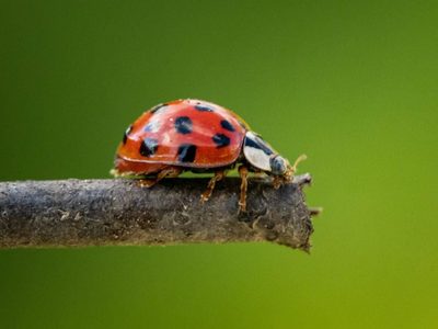 El insecto que aparece en verano y muchos confunden con una plaga