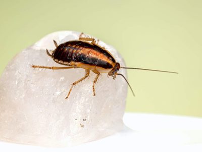 Con pocos ingredientes, prepará este repelente casero infalible para cucarachas y mosquitos