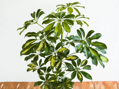La planta ornamental más linda y llamativa, de hojas bicolor y que es ideal para principiantes