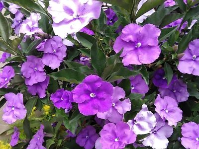 La planta que da las flores más hermosas y perfumadas en primavera pero que podría ser mortal para tus mascotas