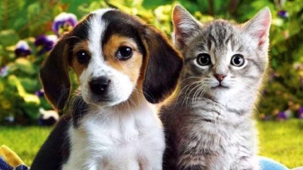La adopción de cachorros se podrá realizar durante el desarrollo del evento. Fuente: (Minuto Neuquén)