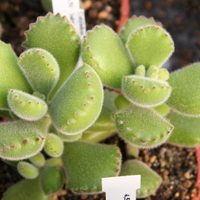 Cómo hacer para que florezca la suculenta Cotyledon tomentosa