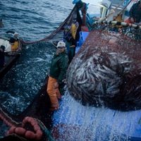 La pesca artesanal continúa trabajando con protocolos especiales