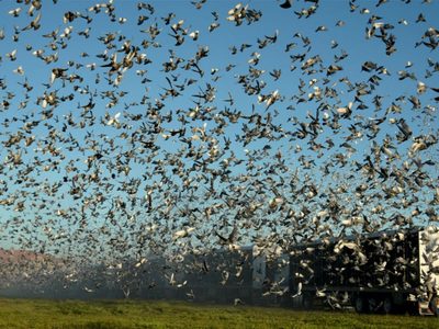 De Zapala al país: lanzaron 7.500 palomas desde la ciudad neuquina