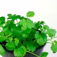 El secreto de los viveristas para cosechar tu planta de Cilantro y que crezca sana y rozagante