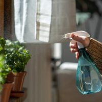 Un chorrito de este ingrediente de cocina será suficiente para llevar tus plantas al nivel jardinero experto