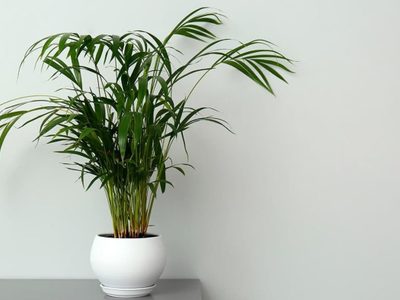 La palmera de interior más resistente de todas y que vas a querer en tu casa