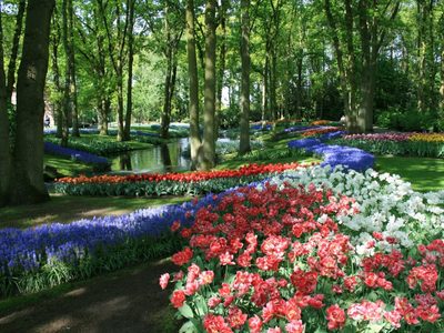 Esplendor en el jardín de tulipanes más grande de Holanda