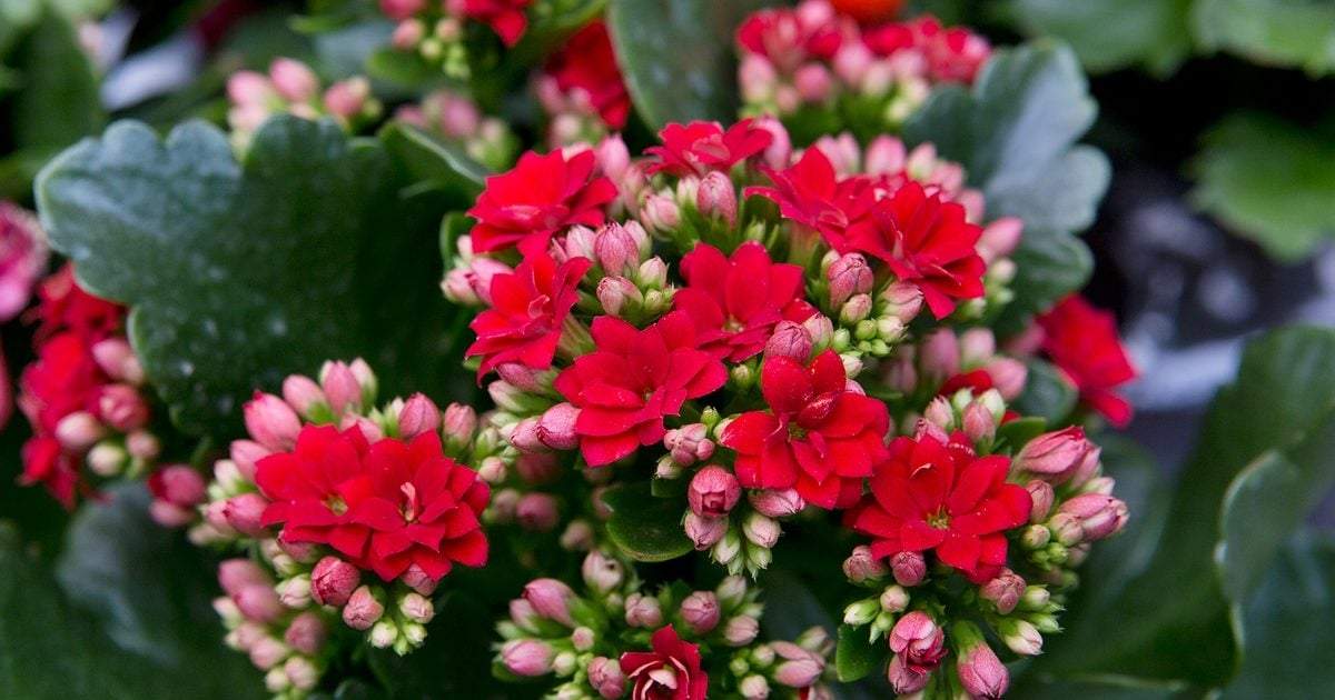 Plantas resistentes. Fuente: (X)