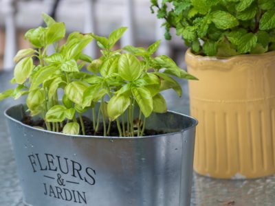 La planta muy famosa en la cocina que puede durar toda la vida y es perfecta para decorar balcones o jardines