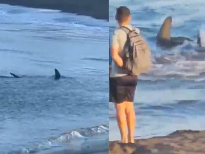 Bañistas son desalojados de una playa ante avistamiento de un tiburón de dos metros