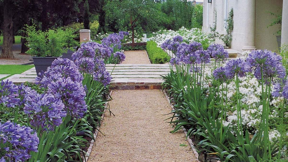Agapanthus. Fuente: (Instagram)