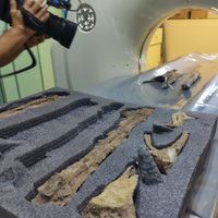 Hecho trascendental: Río Negro realizó la primera tomografía de restos fósiles