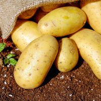 Con 1 papa o 1 batata: prepará estas crocantes y bien repotenciadas brusquetas para resolver tu próxima merienda