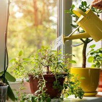 Por qué cuidar de tus plantas te hace sentir tan bien