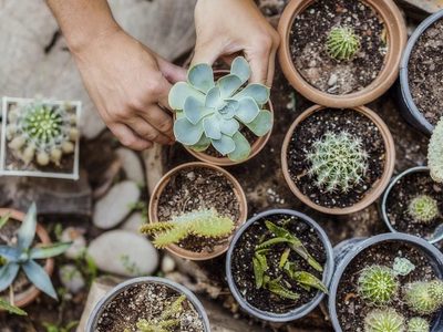 Suculentas: secretos para saber cómo y cuándo se deben podar nuestras crasas