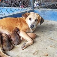Activistas liberan animales que iban a ser sacrificados en Mérida