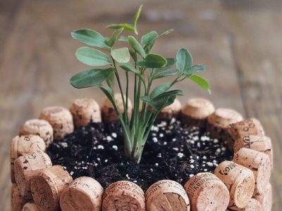 Si sos de los que tiran el corcho de las botellas, te estás perdiendo el truco más fácil para que tus plantas crezcan fuertes y sanas