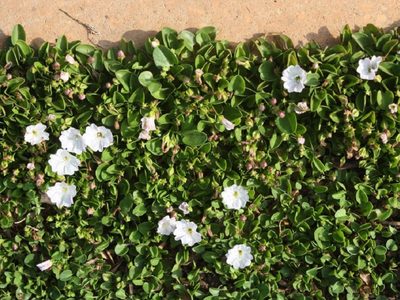 La planta de rápido crecimiento, perfecta para cubrir el suelo rápidamente y que es resistente a las pisadas