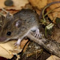 La mujer internada por hantavirus fue trasladada a San Martín de los Andes