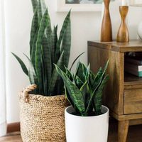 Plantas: poné en práctica este secreto de la abuela para reproducir tu Sansevieria sin gastar un peso