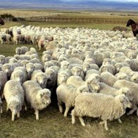 Zapala: el Programa Mohair Neuquén colocó en el mercado 7.300 kg de fibra