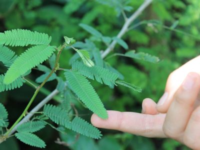 Mimosa pudica: conocé la planta que no tolera que la toquen