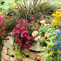 En macetas y fáciles de cuidar: las plantas perfectas para principiantes que florecen todo el año