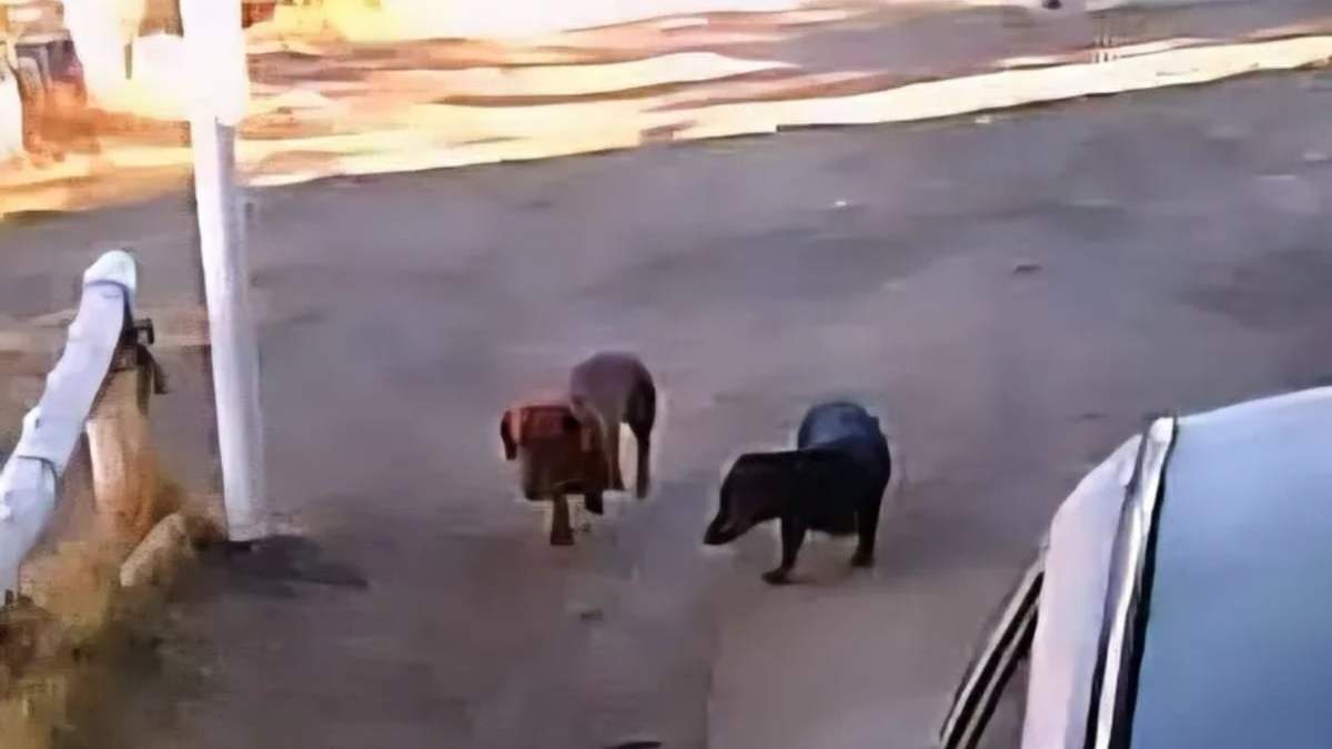 Los perros que generaron la multa. Fuente: (X)