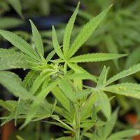 Es oficial: el Gobierno dará de baja miles de permisos del REPROCANN