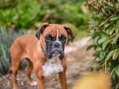 ¿Los perros sienten temblores antes de que pasen?