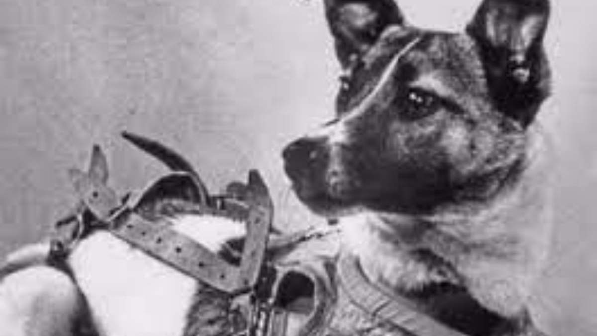 La famosa perra Laika