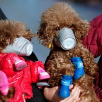 Los perros y gatos pueden ser contagiados de coronavirus por las personas