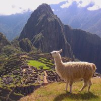 Anticuerpos de llamas podrían convertirse en un tratamiento efectivo contra covid-19