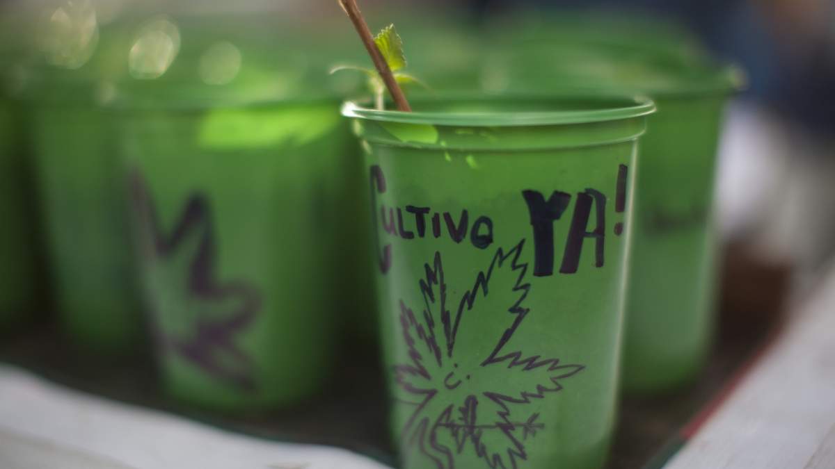 Activistas a favor de la mariguana