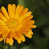 Plantas fáciles: la flor que se autosiembra y transforma tu jardín con color y mejor tierra