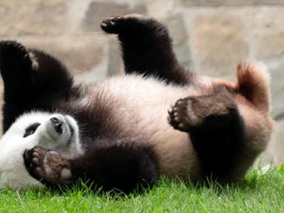 Presidente chino anuncia nuevo envío de pandas a EU