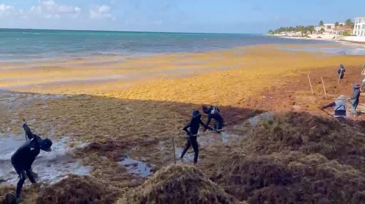 Recolecciòn de sargazo en Playa del Carmen