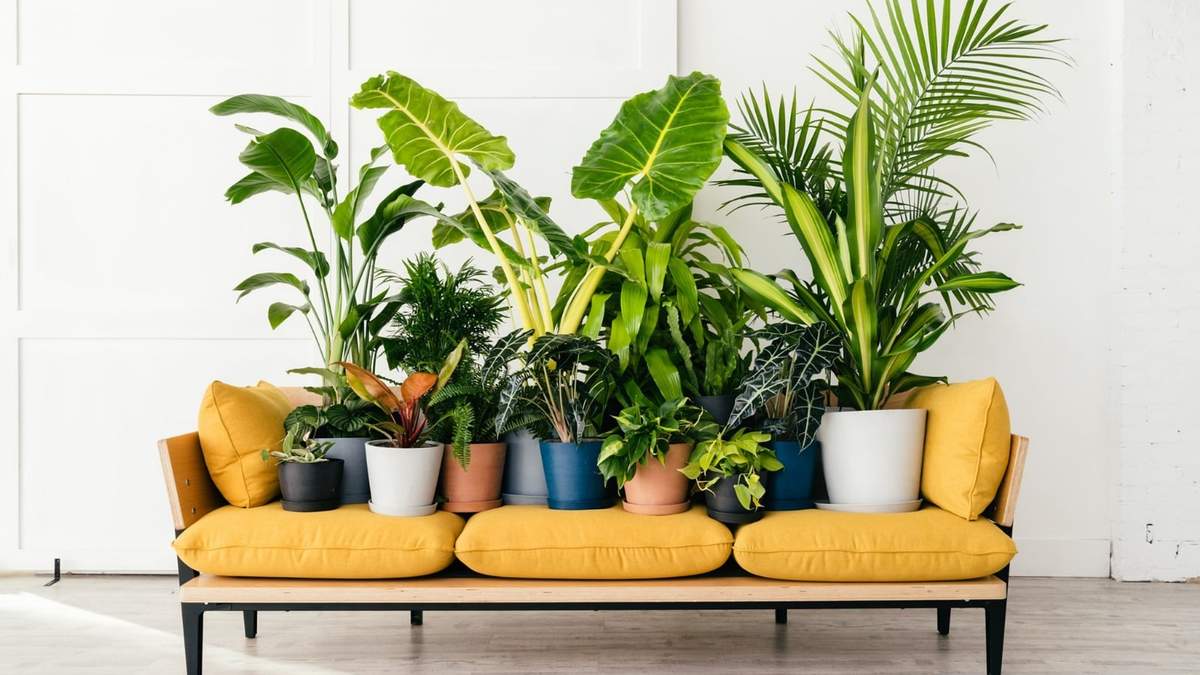 Plantas estampadas. Fuente: (Instagram)