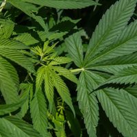 Departamento de Justicia prevé facilitar consumo de mariguana en EU para fines medicinales