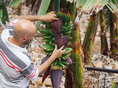 El secreto para tener bananas gratis en tu hogar y que tu planta crezca saludable