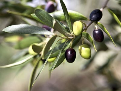 Con las aceitunas que comprás en el súper, tené tu propia planta con esta técnica de cultivo muy efectiva.